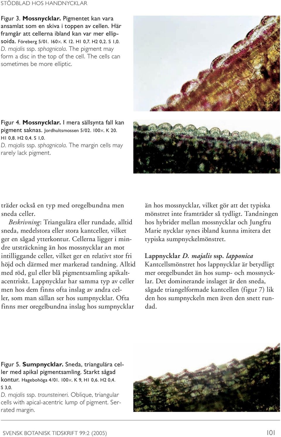 I mera sällsynta fall kan pigment saknas. Jordhultsmossen 5/02. 100. K 20. H1 0,8. H2 0,4. S 1,0. D. majalis ssp. sphagnicola. The margin cells may rarely lack pigment.
