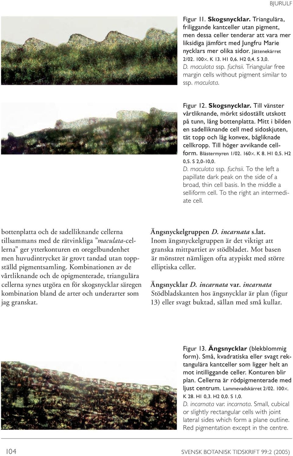 Till vänster vårtliknande, mörkt sidoställt utskott på tunn, lång bottenplatta. Mitt i bilden en sadelliknande cell med sidoskjuten, tät topp och låg konvex, bågliknade cellkropp.