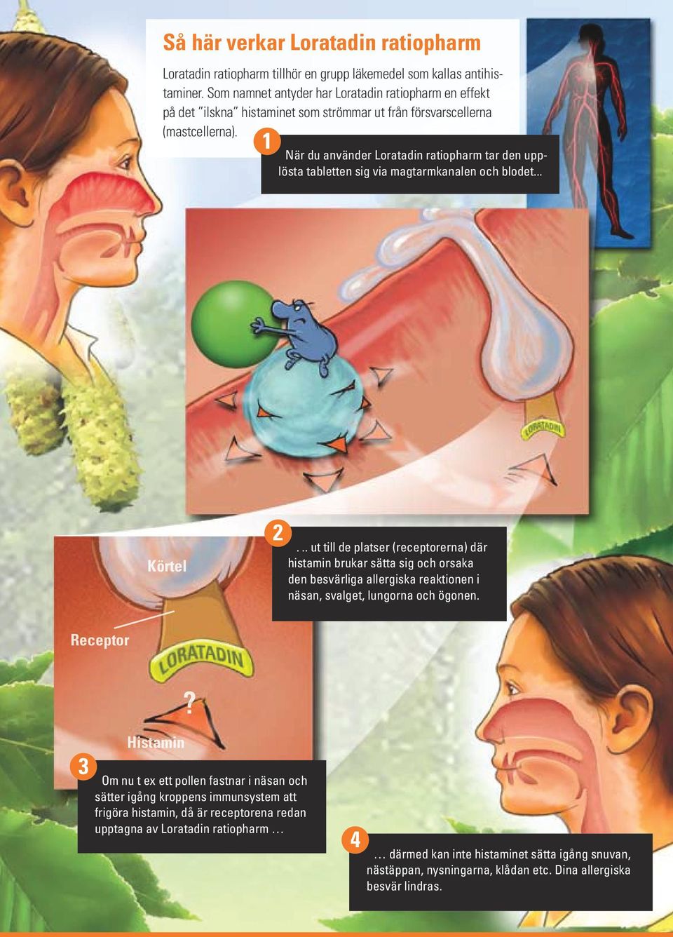 1 När du använder Loratadin ratiopharm tar den upplösta tabletten sig via magtarmkanalen och blodet... Körtel 2.
