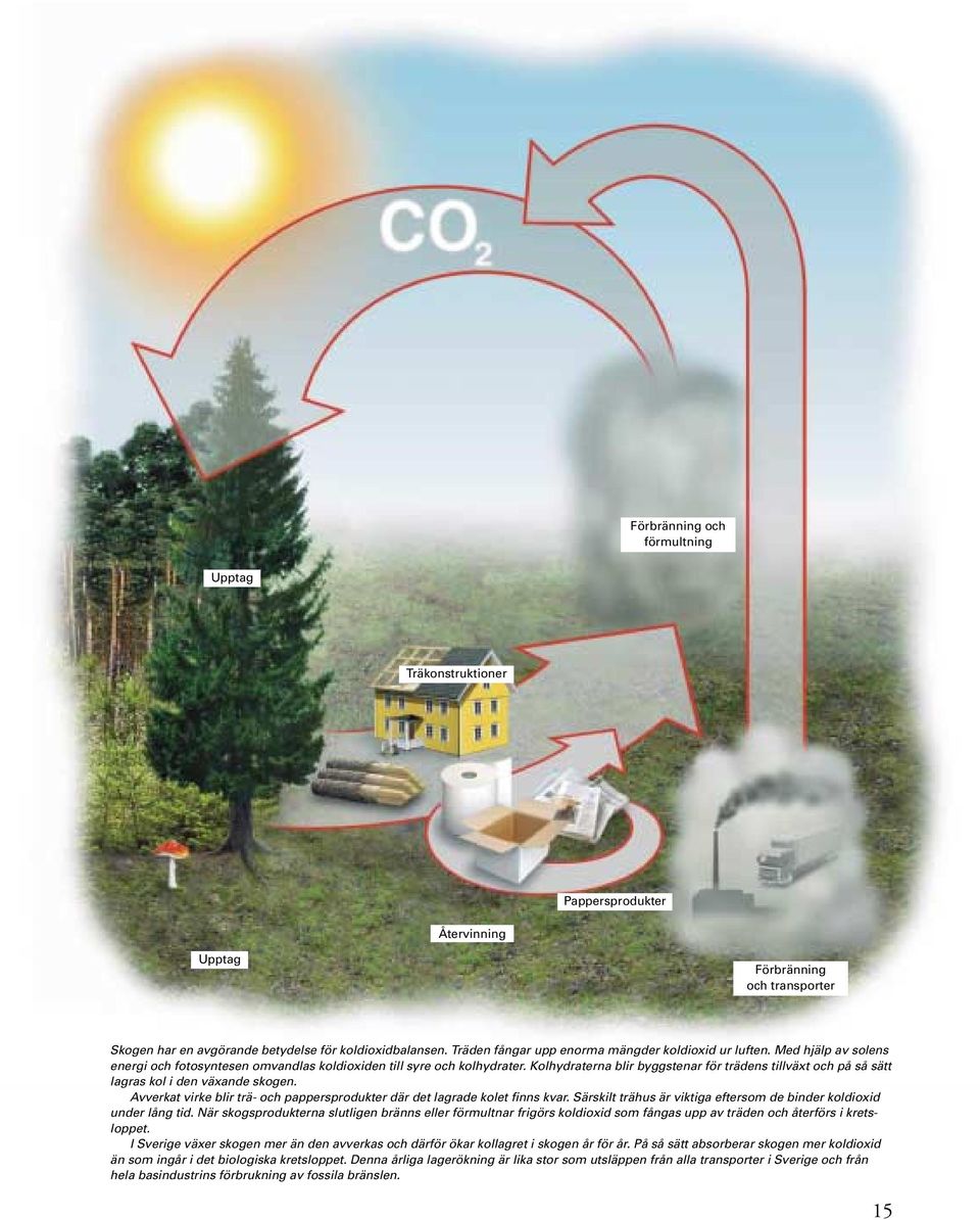 Kolhydraterna blir byggstenar för trädens tillväxt och på så sätt lagras kol i den växande skogen. Avverkat virke blir trä- och pappersprodukter där det lagrade kolet finns kvar.