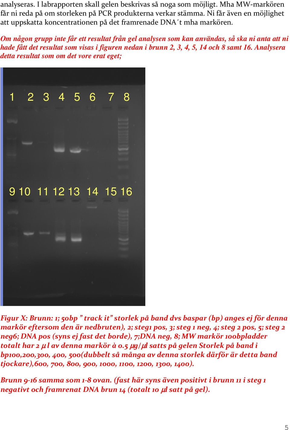 Om någon grupp inte får ett resultat från gel analysen som kan användas, så ska ni anta att ni hade fått det resultat som visas i figuren nedan i brunn 2, 3, 4, 5, 14 och 8 samt 16.