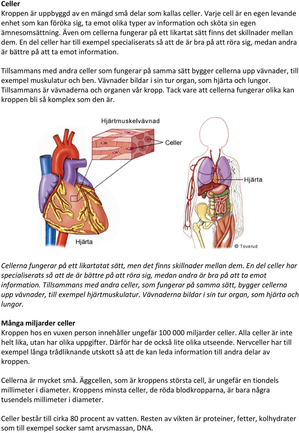 En del celler har till exempel specialiserats så att de är bra på att röra sig, medan andra är bättre på att ta emot information.