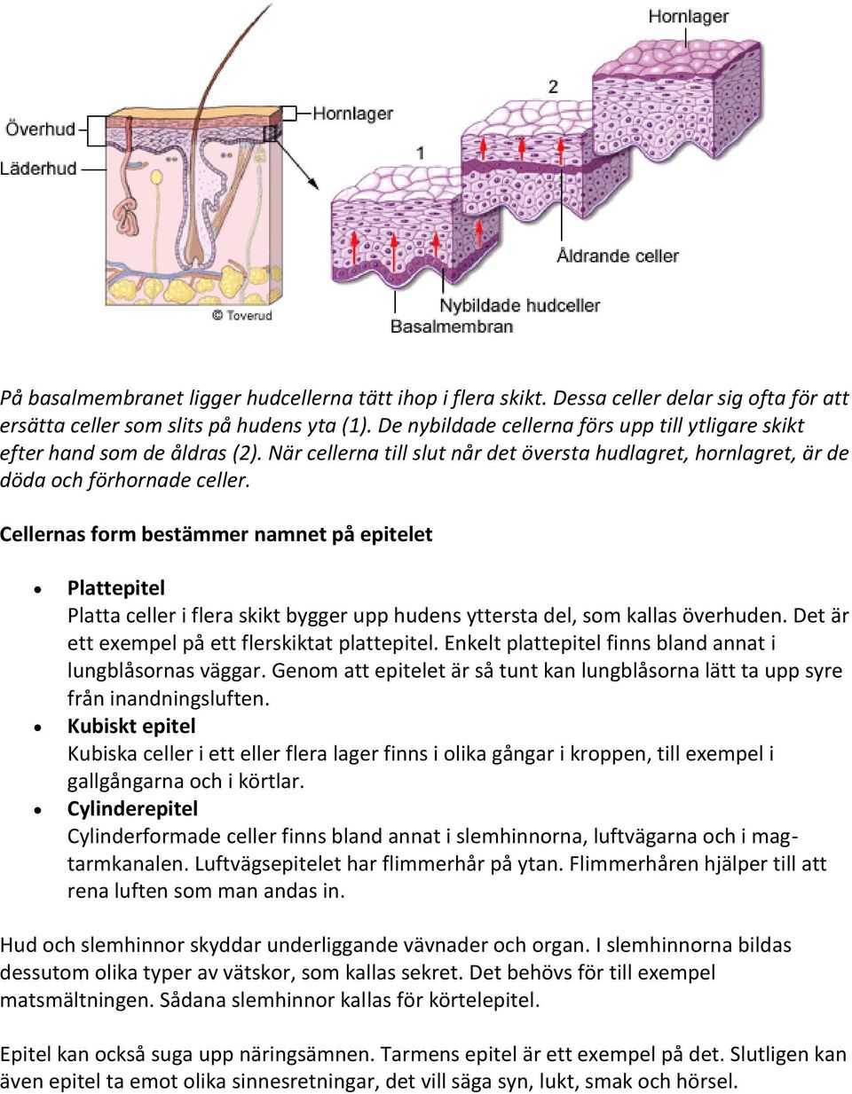 Cellernas form bestämmer namnet på epitelet Plattepitel Platta celler i flera skikt bygger upp hudens yttersta del, som kallas överhuden. Det är ett exempel på ett flerskiktat plattepitel.