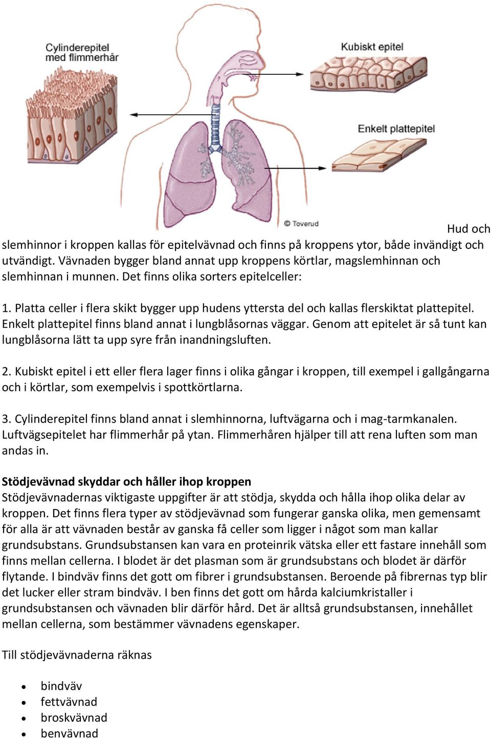 Genom att epitelet är så tunt kan lungblåsorna lätt ta upp syre från inandningsluften. 2.