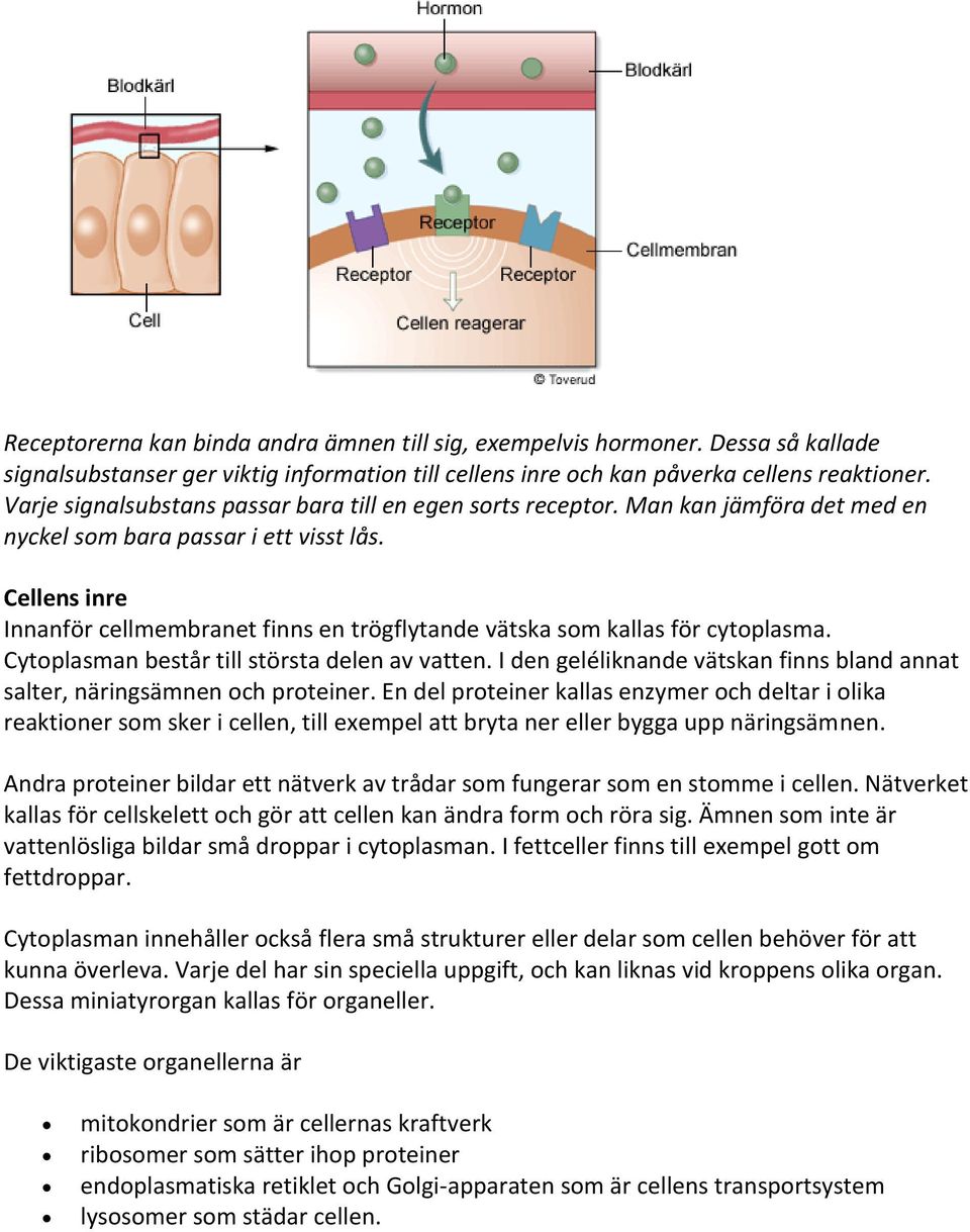 Cellens inre Innanför cellmembranet finns en trögflytande vätska som kallas för cytoplasma. Cytoplasman består till största delen av vatten.