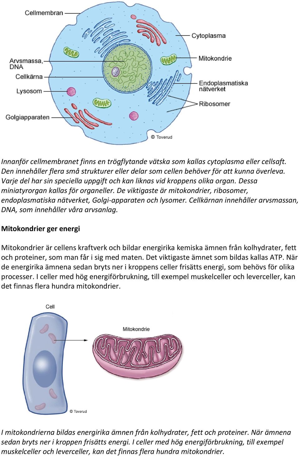 De viktigaste är mitokondrier, ribosomer, endoplasmatiska nätverket, Golgi-apparaten och lysomer. Cellkärnan innehåller arvsmassan, DNA, som innehåller våra arvsanlag.