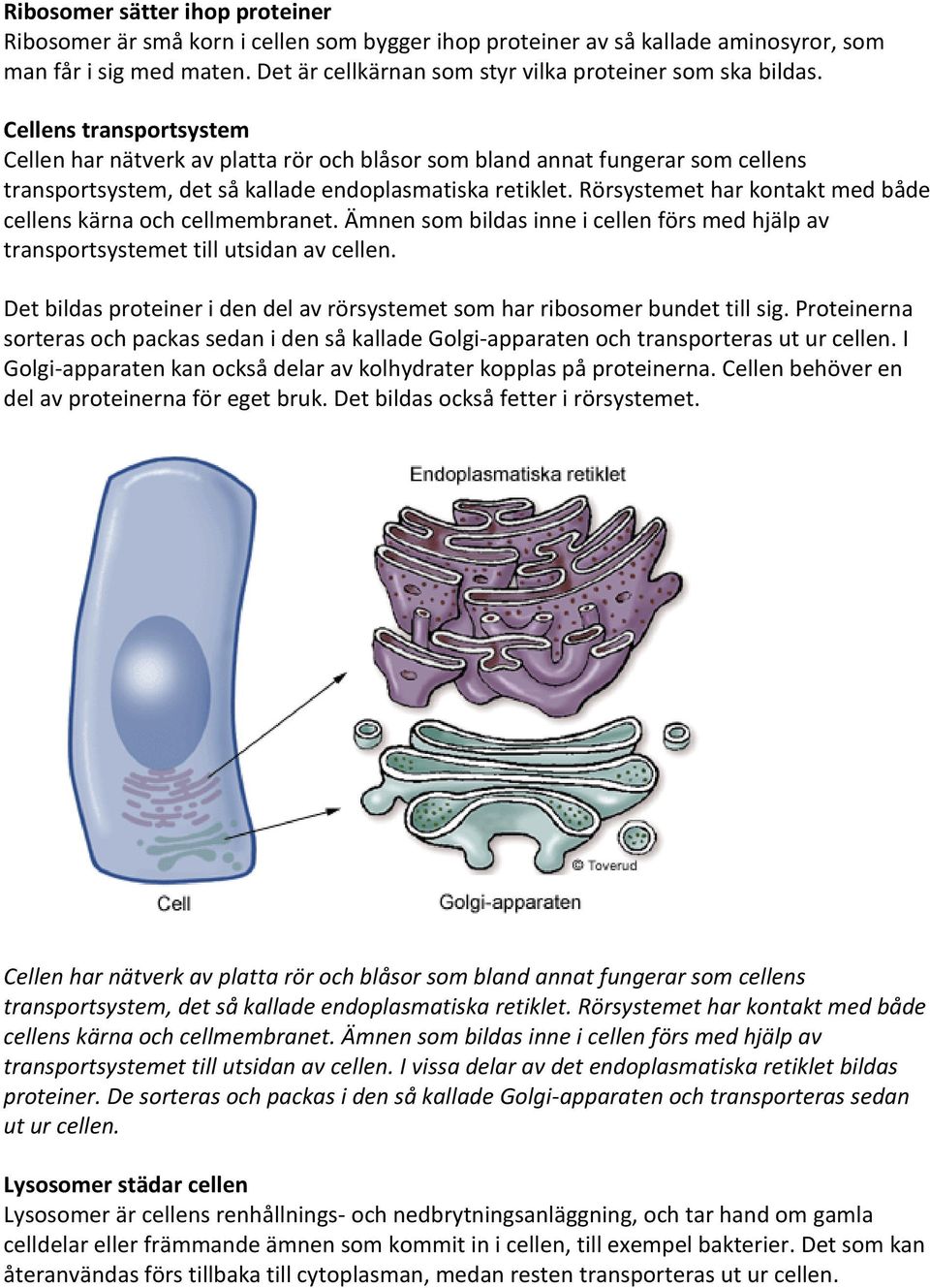 Cellens transportsystem Cellen har nätverk av platta rör och blåsor som bland annat fungerar som cellens transportsystem, det så kallade endoplasmatiska retiklet.