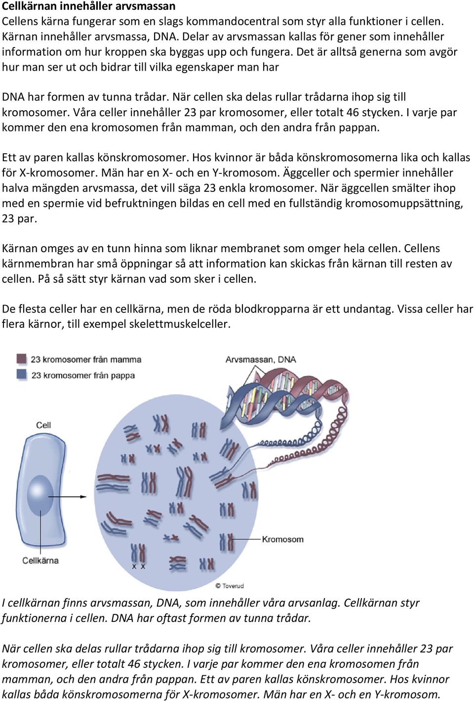 Celler består till cirka 80 procent av vatten. Resten av vikten är ...