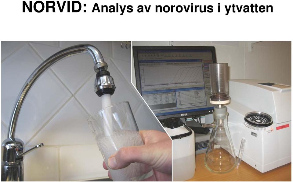 norovirus