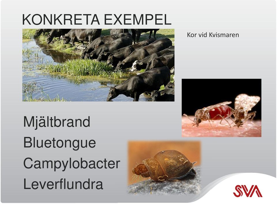 Mjältbrand