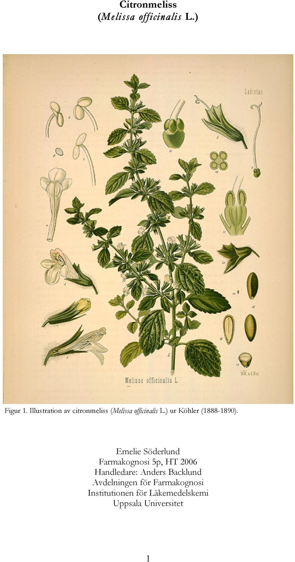 ) ur Köhler (1888-1890).