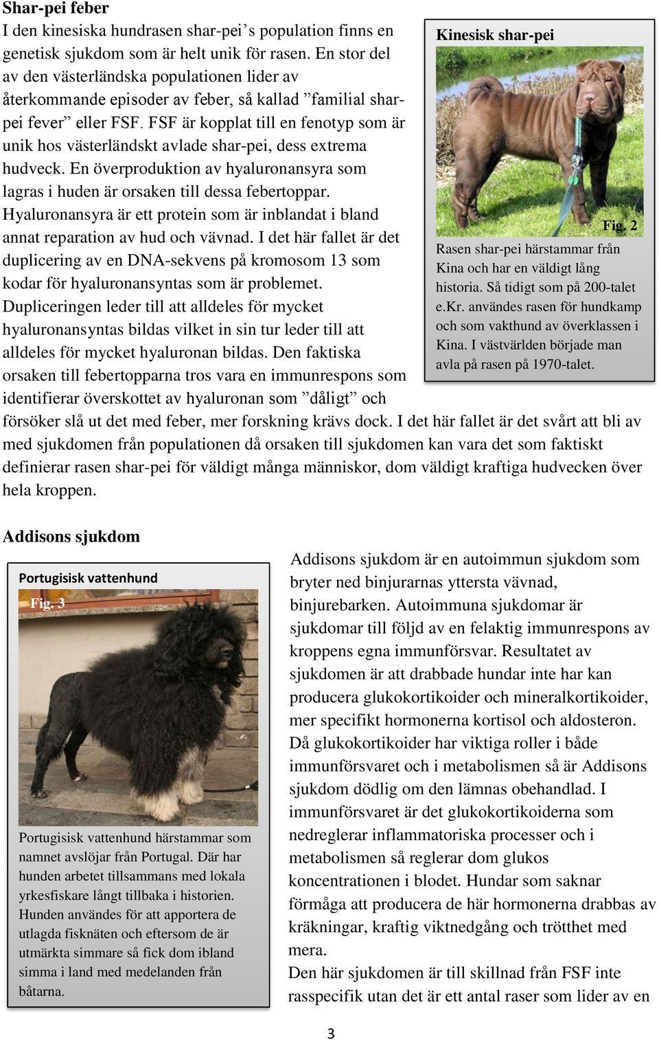 FSF är kopplat till en fenotyp som är unik hos västerländskt avlade shar-pei, dess extrema hudveck. En överproduktion av hyaluronansyra som lagras i huden är orsaken till dessa febertoppar.