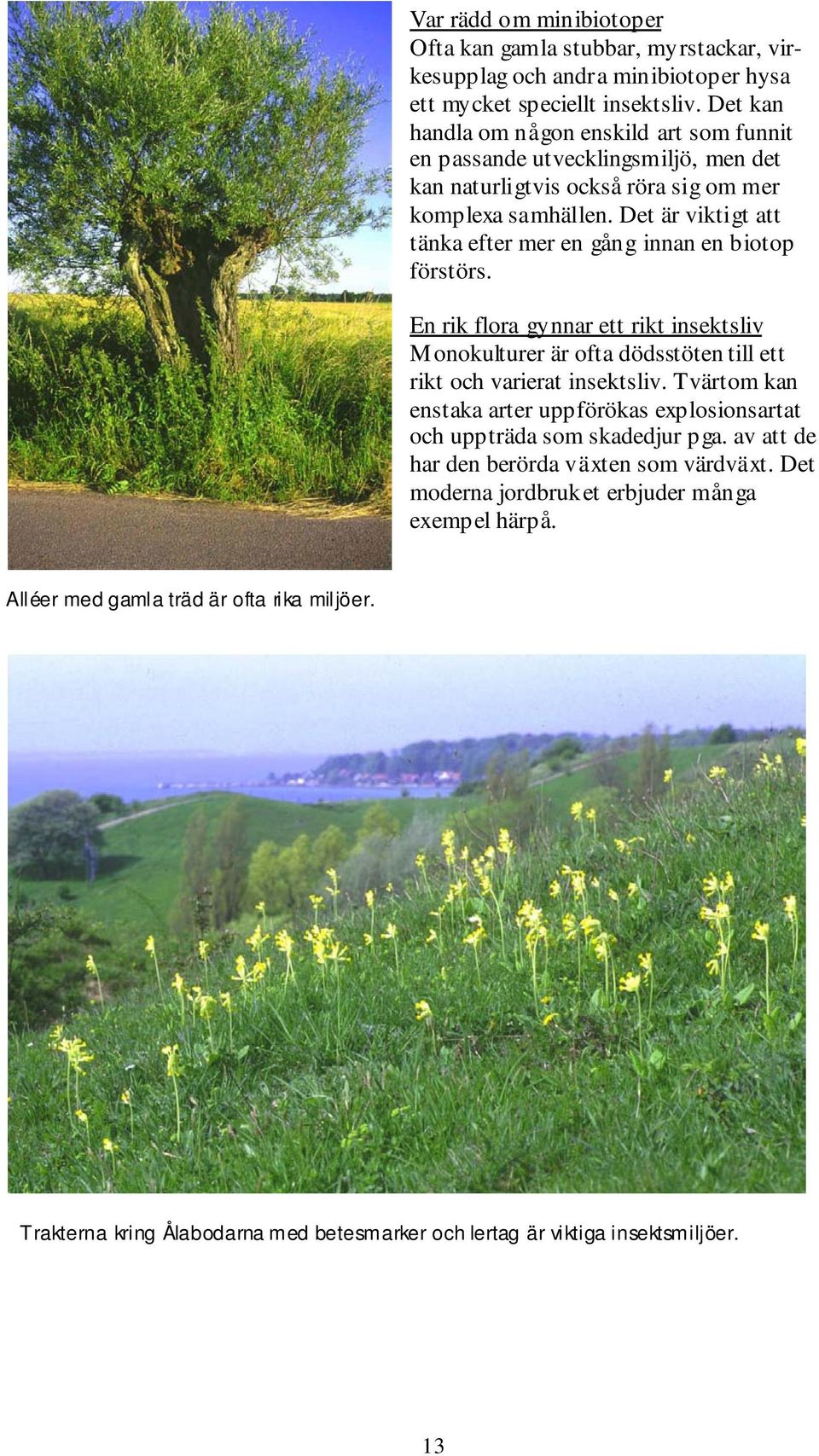 Det är viktigt att tänka efter mer en gång innan en biotop förstörs. En rik flora gynnar ett rikt insektsliv Monokulturer är ofta dödsstöten till ett rikt och varierat insektsliv.
