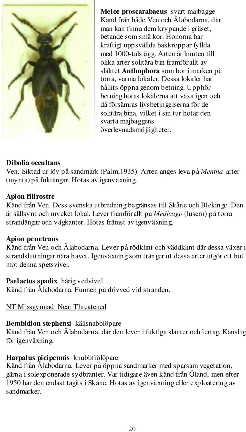 Upphör betning hotas lokalerna att växa igen och då försämras livsbetingelserna för de solitära bina, vilket i sin tur hotar den svarta majbaggens överlevnadsmöjligheter. Dibolia occultans Ven.