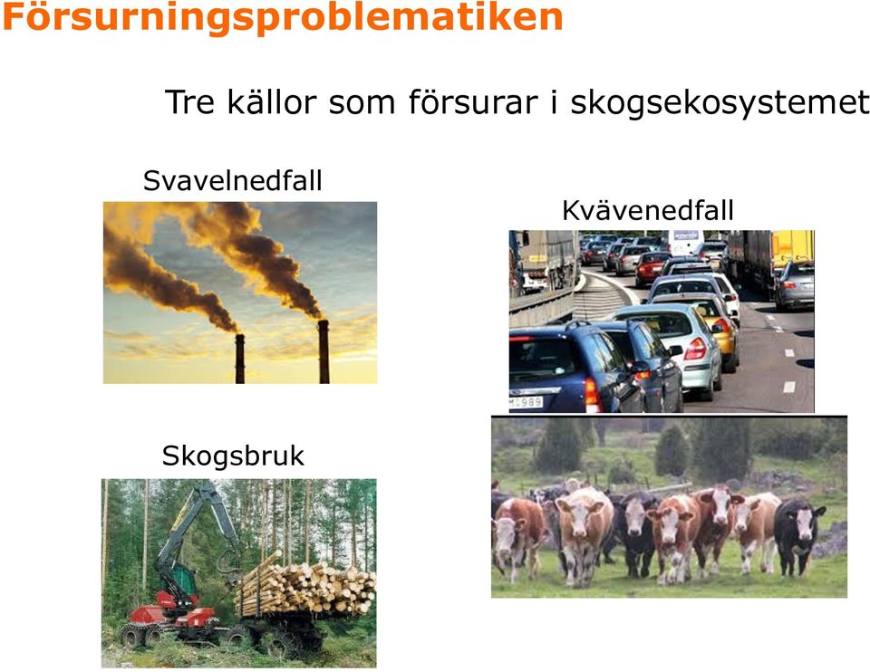 skogsekosystemet