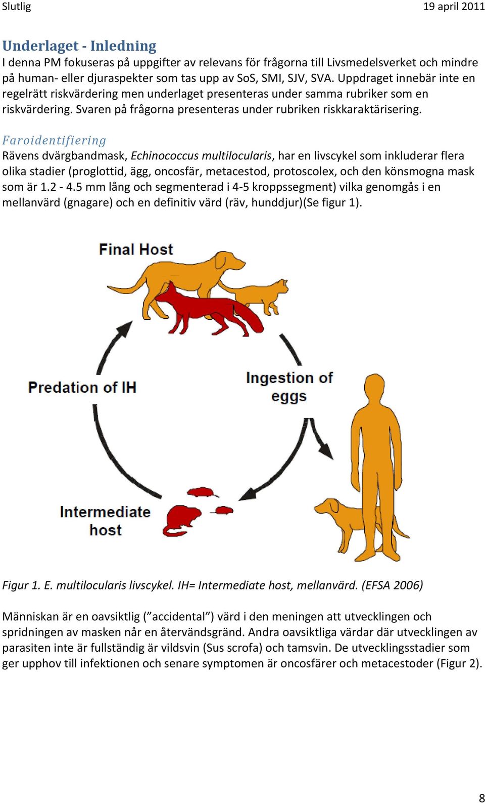 Faroidentifiering Rävens dvärgbandmask, Echinococcus multilocularis, har en livscykel som inkluderar flera olika stadier (proglottid, ägg, oncosfär, metacestod, protoscolex, och den könsmogna mask