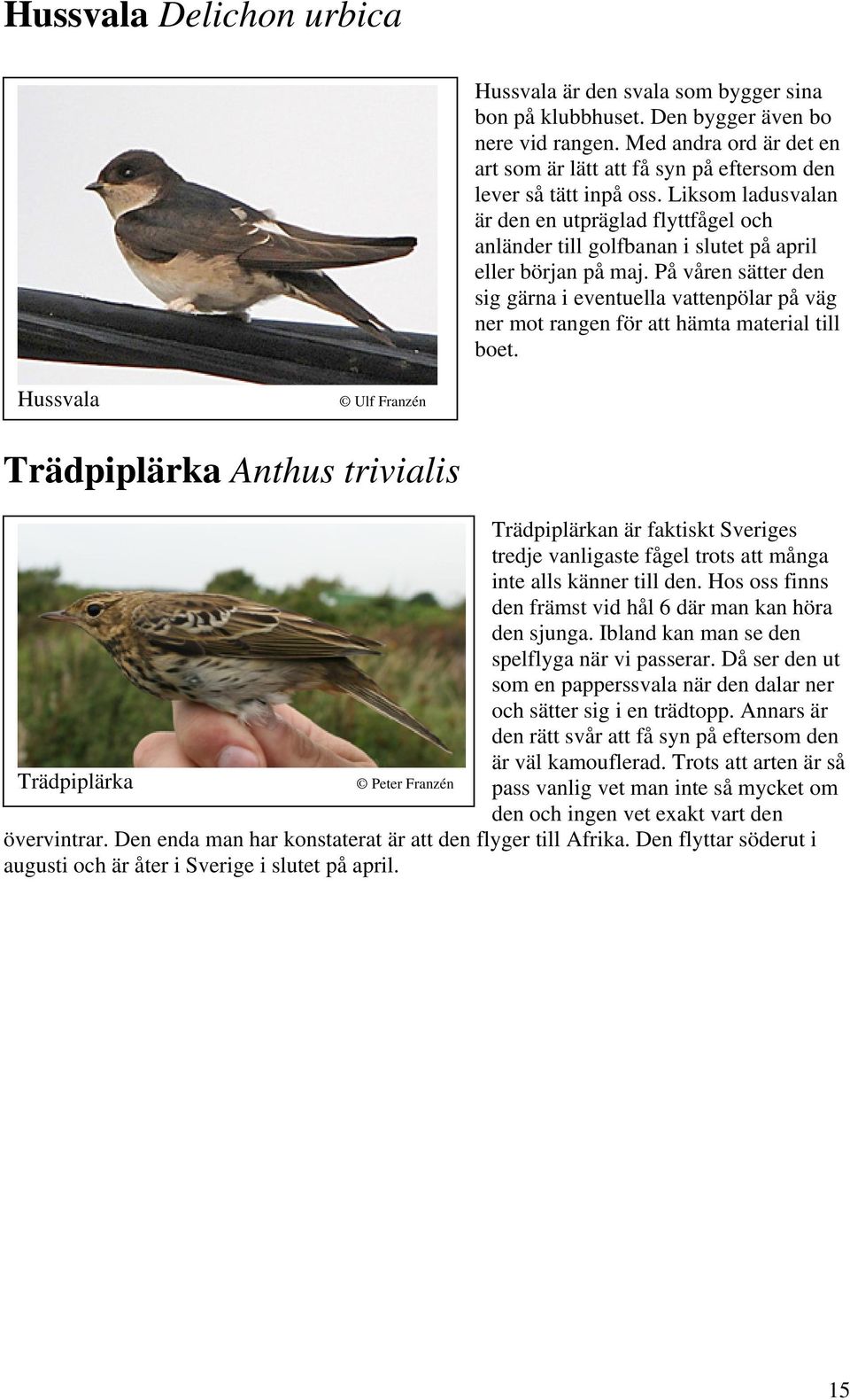 Liksom ladusvalan är den en utpräglad flyttfågel och anländer till golfbanan i slutet på april eller början på maj.