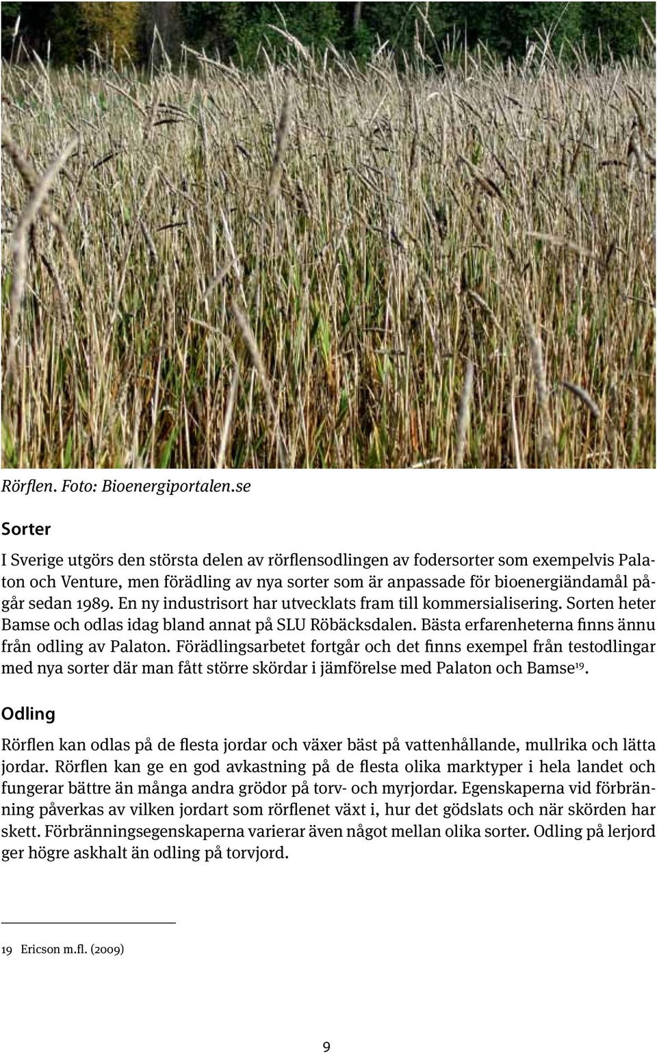 En ny industrisort har utvecklats fram till kommersialisering. Sorten heter Bamse och odlas idag bland annat på SLU Röbäcksdalen. Bästa erfarenheterna finns ännu från odling av Palaton.