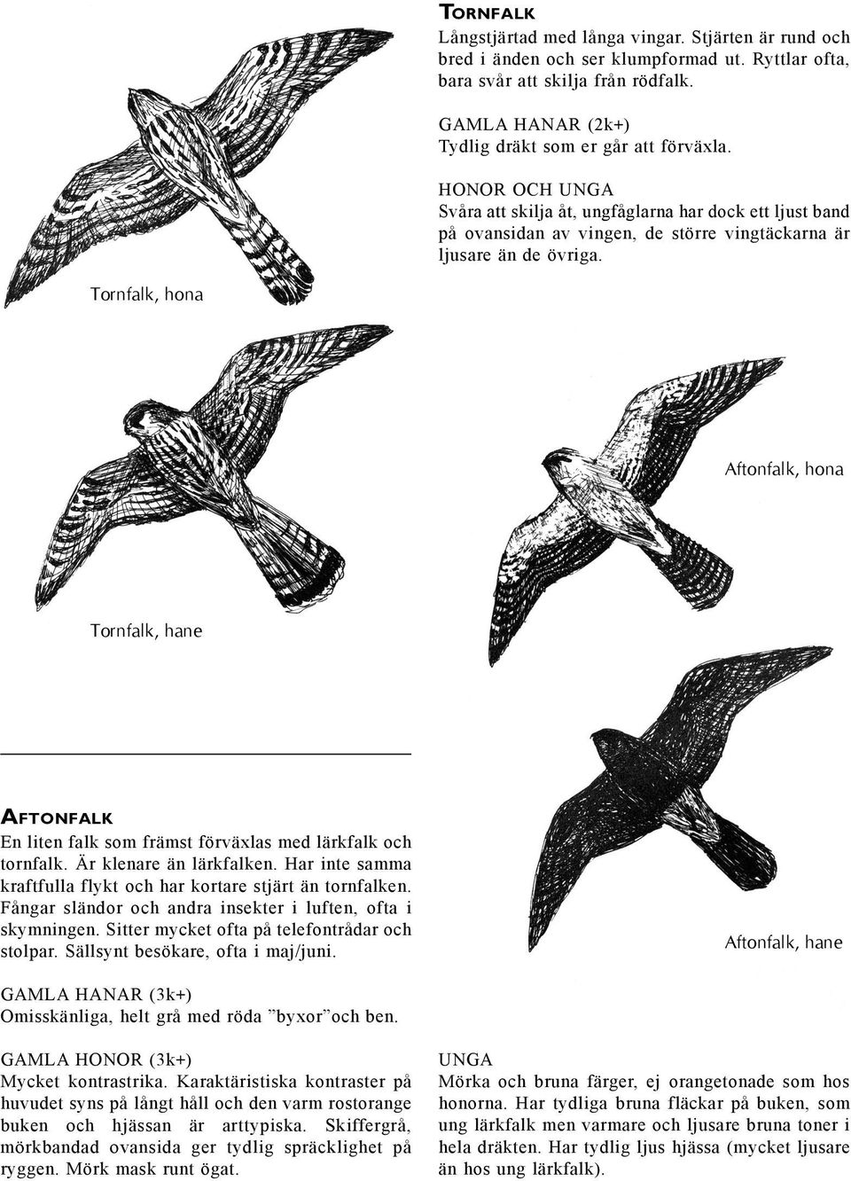 Tornfalk, hona Aftonfalk, hona Tornfalk, hane Aftonfalk En liten falk som främst förväxlas med lärkfalk och tornfalk. Är klenare än lärkfalken.