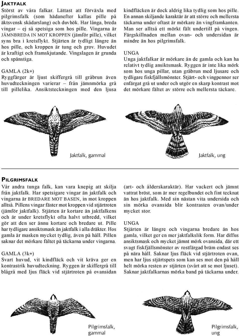 Vingslagen är grunda och spänstiga. GAMLA (2k+) Ryggfärger är ljust skiffergrå till gråbrun även huvudteckningen varierar från jämnmörka grå till pillelika.