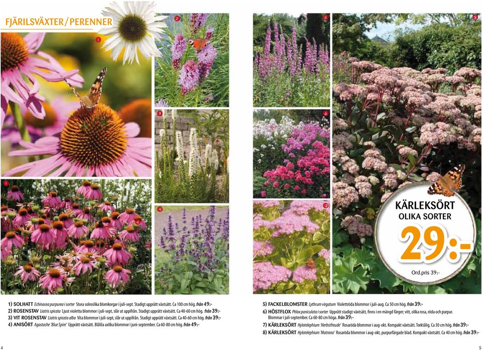 från 9:- ) VIT ROSENSTAV Liatris spicata alba Vita blommor i juli-sept, slår ut uppifrån. Stadigt upprätt växtsätt. Ca 0-60 cm hög. från 9:- ) ANISÖRT Agastache Blue Spire Upprätt växtsätt.