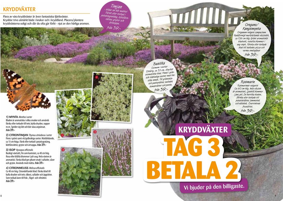 från 9:- Oregano/ Kungsmynta Origanum vulgare compactum Kuddformigt marktäckande växtsätt, ca 56 cm hög. Grönt aromatiskt bladverk, rosalila blommor i aug-sept.