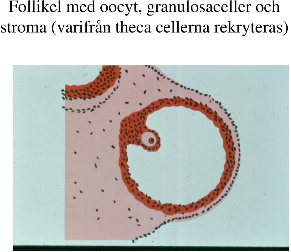 stroma (varifrån