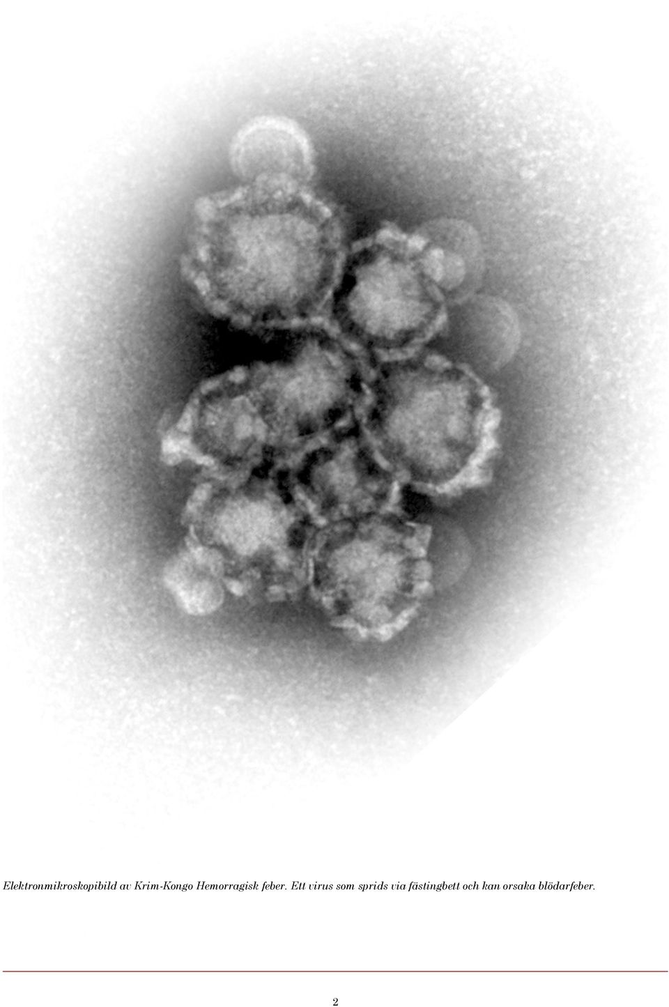 Ett virus som sprids via