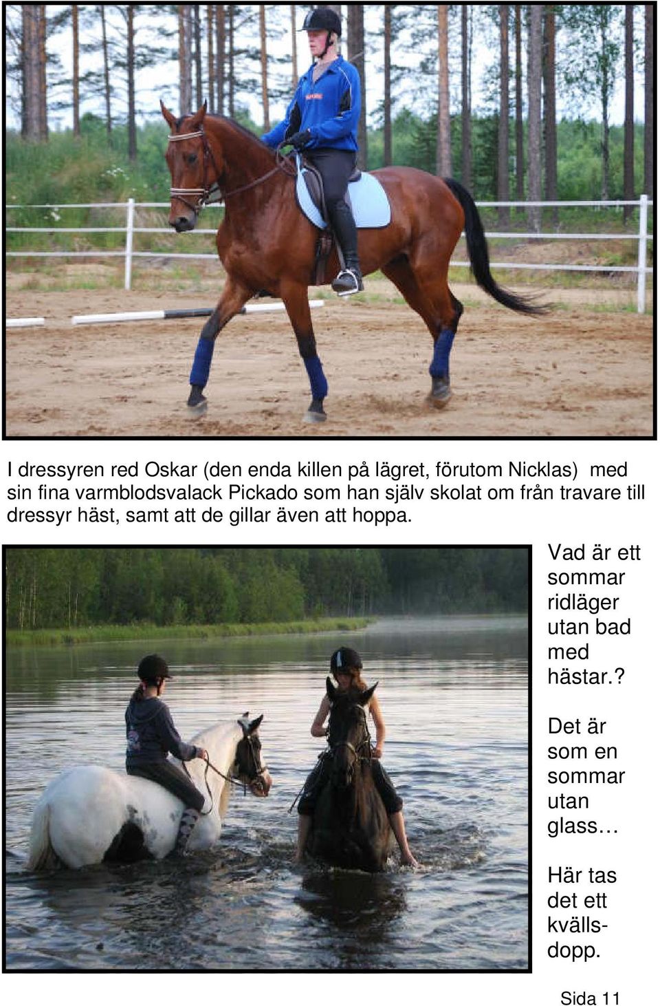 dressyr häst, samt att de gillar även att hoppa.