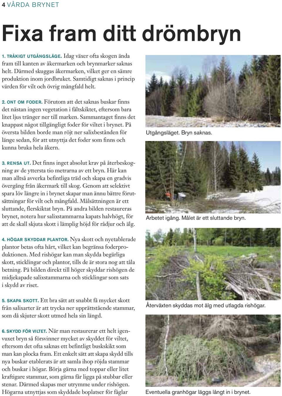 Förutom att det saknas buskar finns det nästan ingen vegetation i fältskiktet, eftersom bara litet ljus tränger ner till marken.