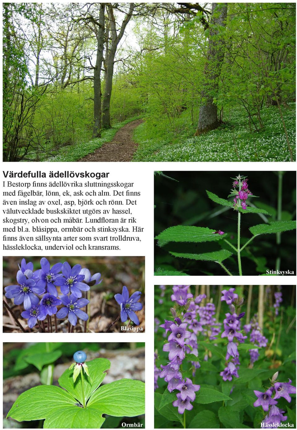 Det välutvecklade buskskiktet utgörs av hassel, skogstry, olvon och måbär. Lundfloran är rik med bl.a. blåsippa, ormbär och stinksyska.