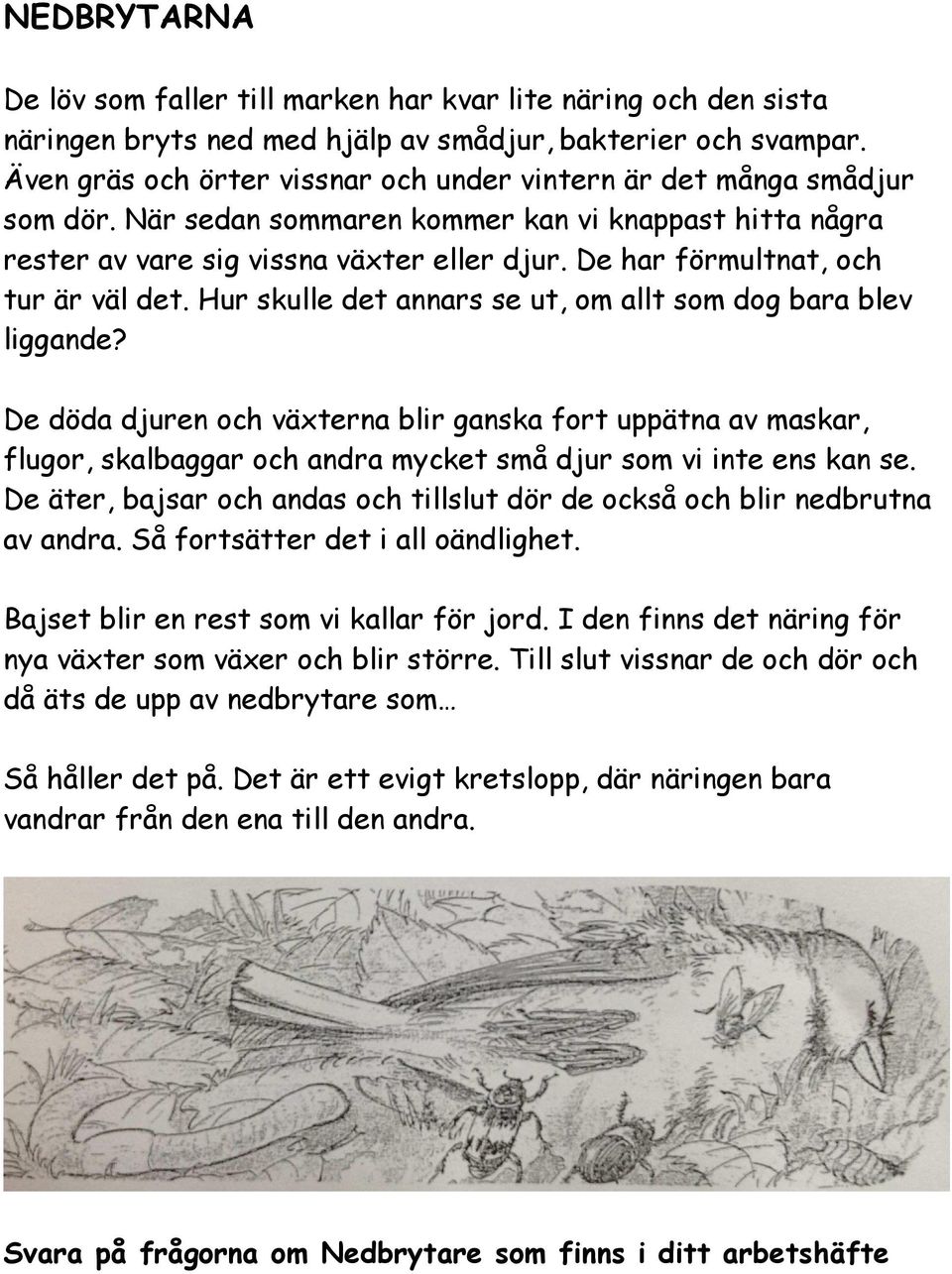 De har förmultnat, och tur är väl det. Hur skulle det annars se ut, om allt som dog bara blev liggande?