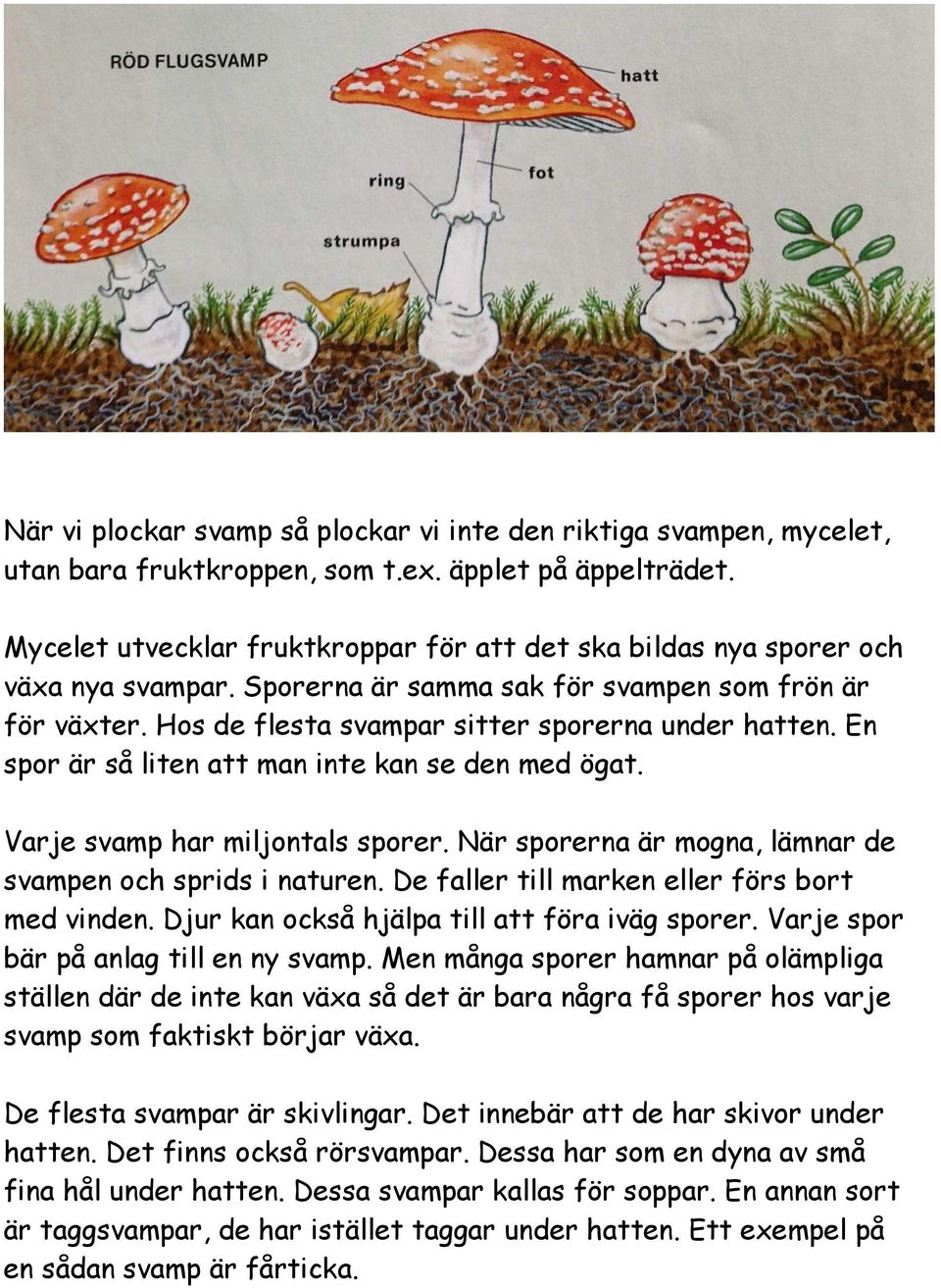 En spor är så liten att man inte kan se den med ögat. Varje svamp har miljontals sporer. När sporerna är mogna, lämnar de svampen och sprids i naturen.