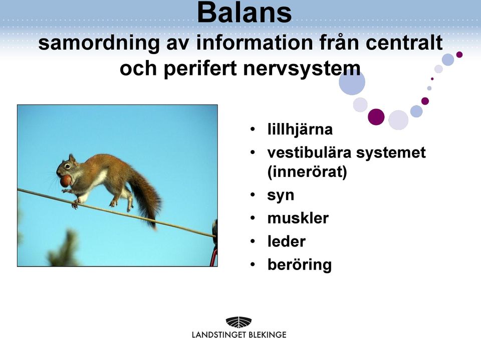 nervsystem lillhjärna vestibulära