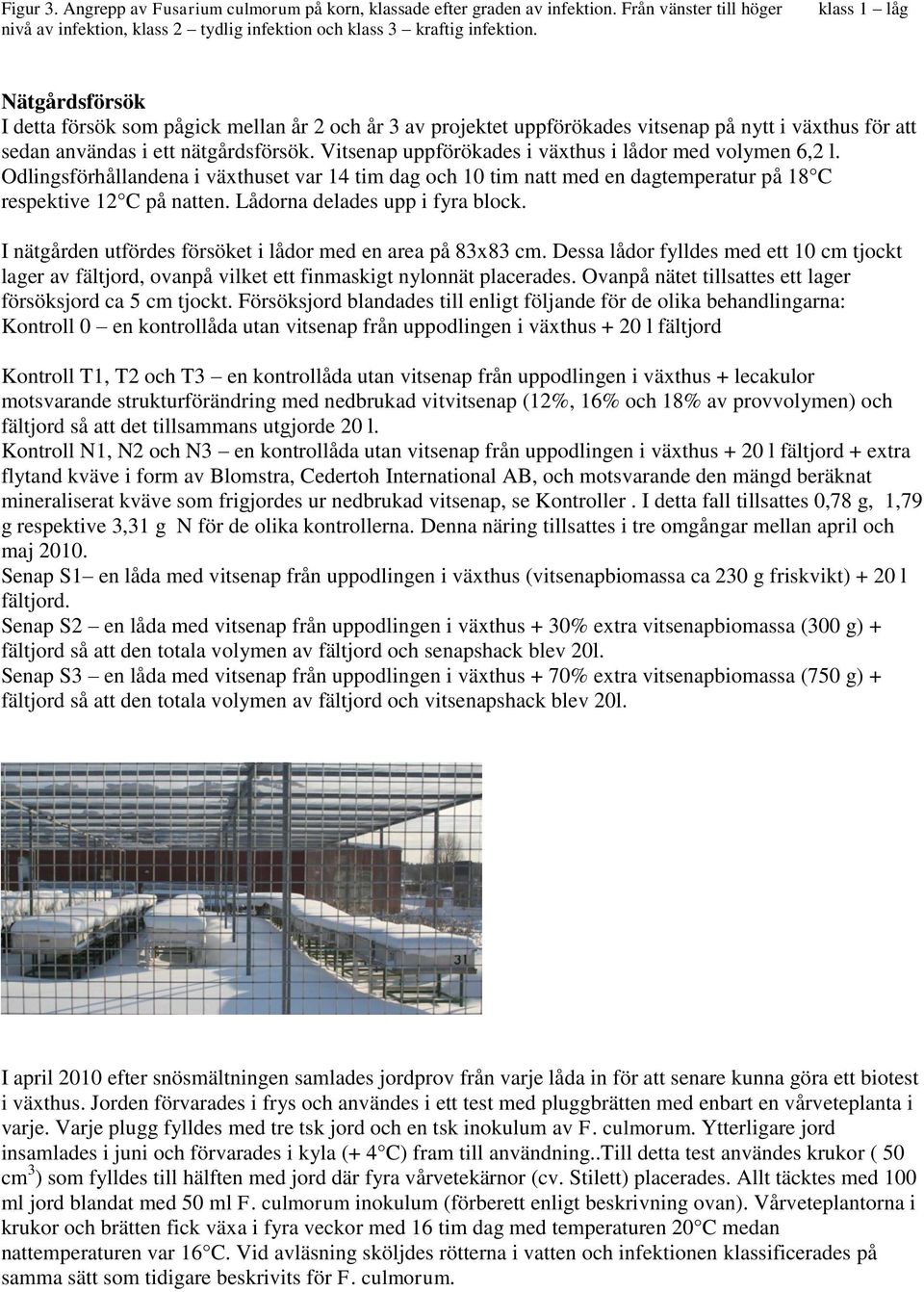 Vitsenap uppförökades i växthus i lådor med volymen 6,2 l. Odlingsförhållandena i växthuset var 14 tim dag och 10 tim natt med en dagtemperatur på 18 C respektive 12 C på natten.