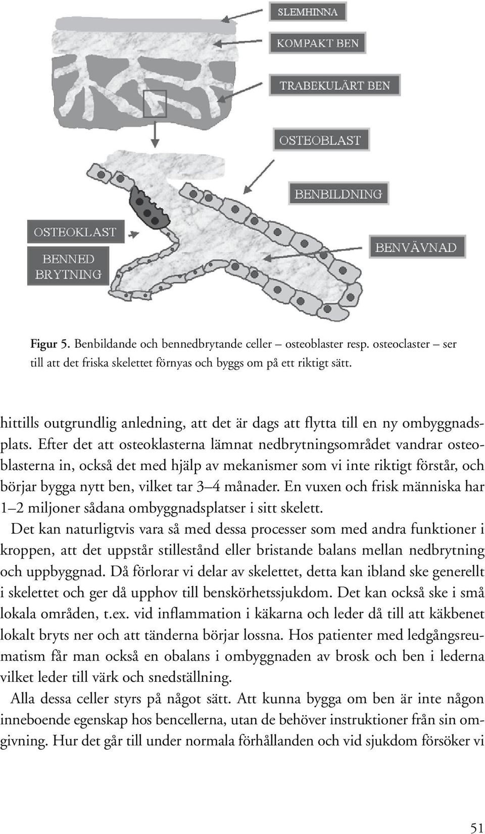 Efter det att osteoklasterna lämnat nedbrytningsområdet vandrar osteoblasterna in, också det med hjälp av mekanismer som vi inte riktigt förstår, och börjar bygga nytt ben, vilket tar 3 4 månader.