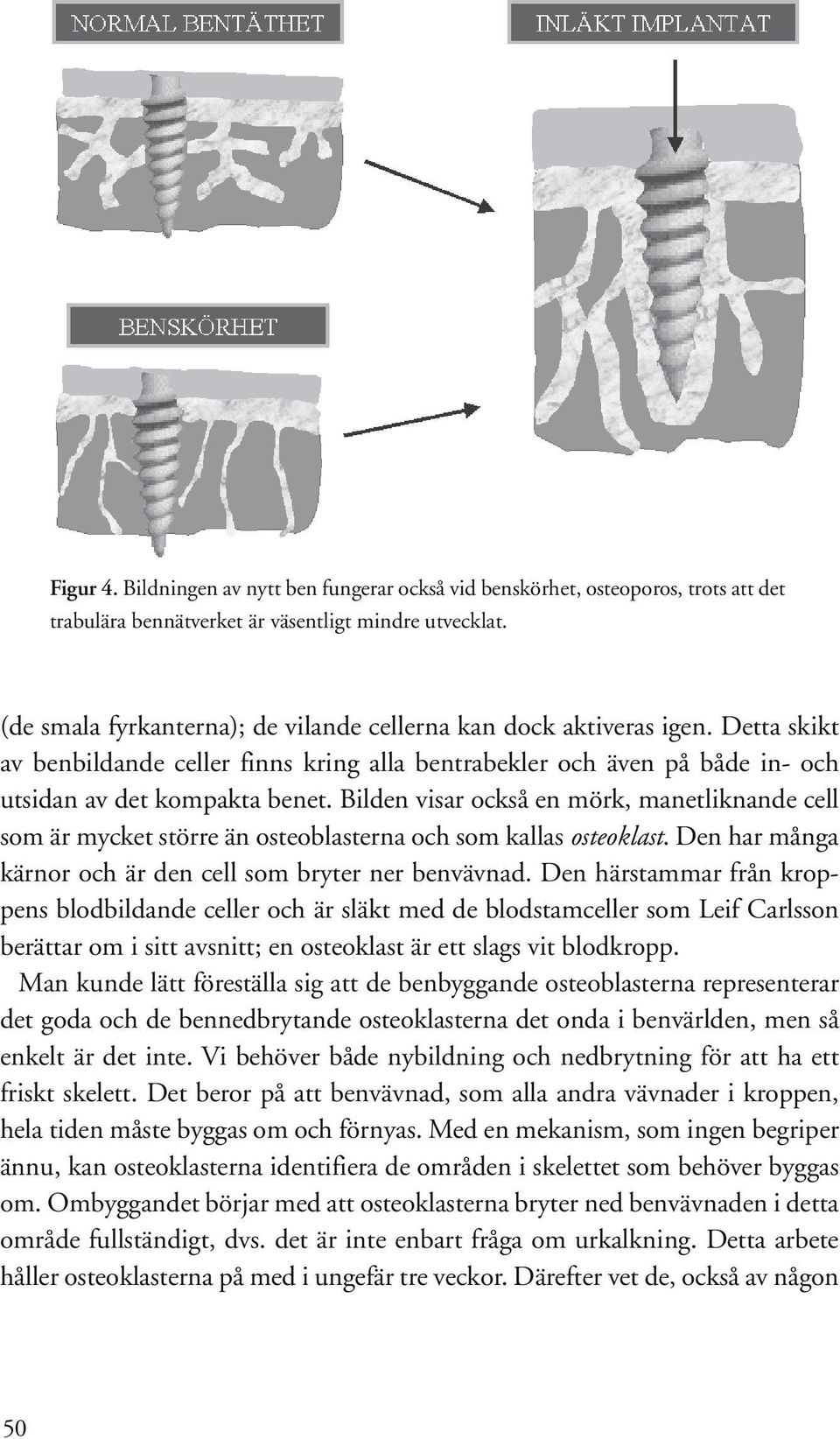 Bilden visar också en mörk, manetliknande cell som är mycket större än osteoblasterna och som kallas osteoklast. Den har många kärnor och är den cell som bryter ner benvävnad.