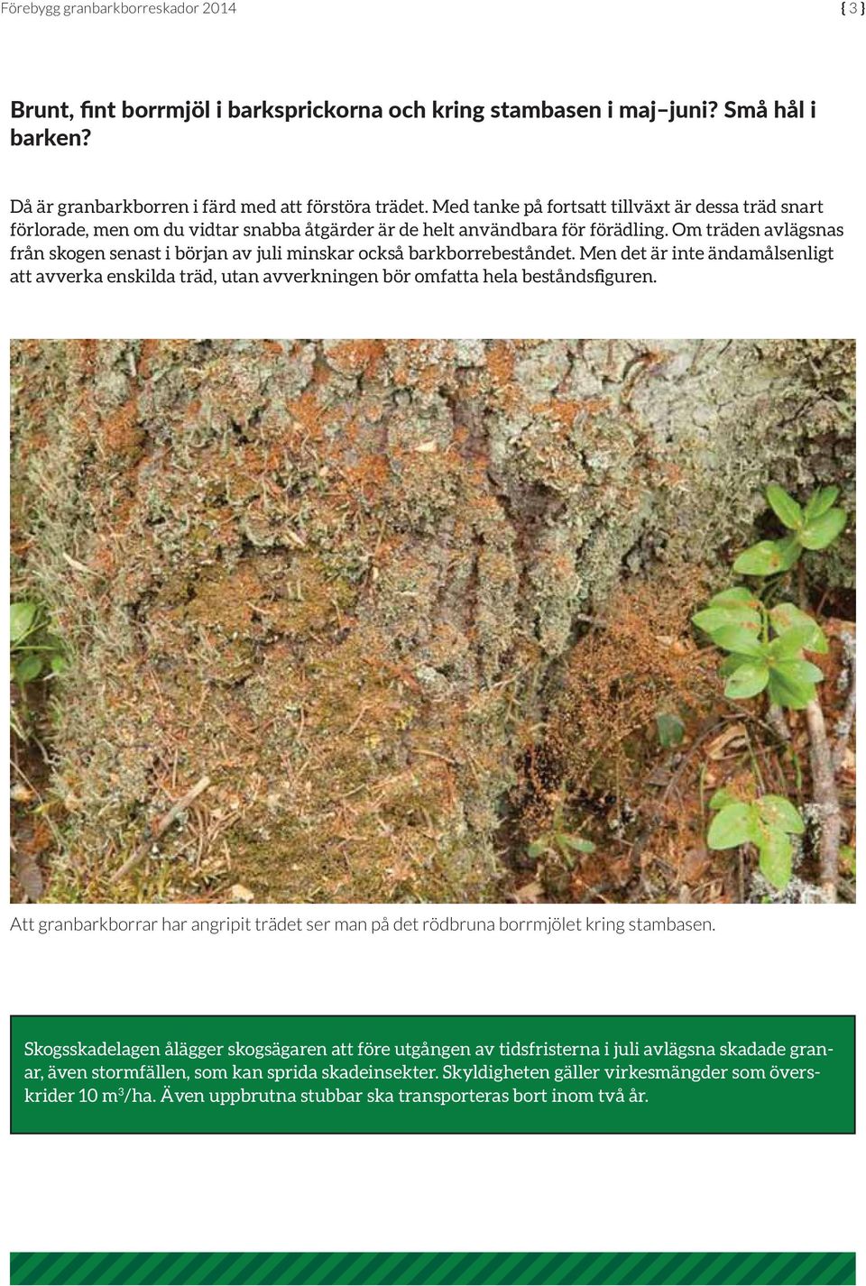 Om träden avlägsnas från skogen senast i början av juli minskar också barkborrebeståndet.
