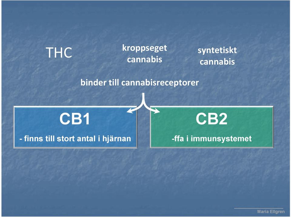 cannabisreceptorer CB1 - finns till