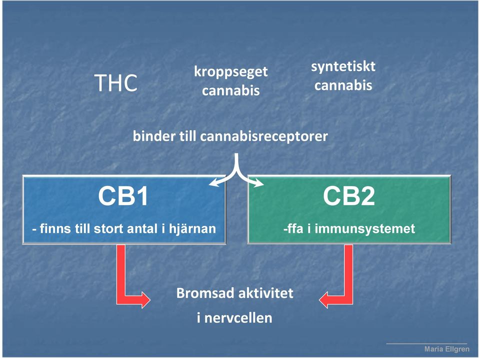 till stort antal i hjärnan CB2 -ffa i
