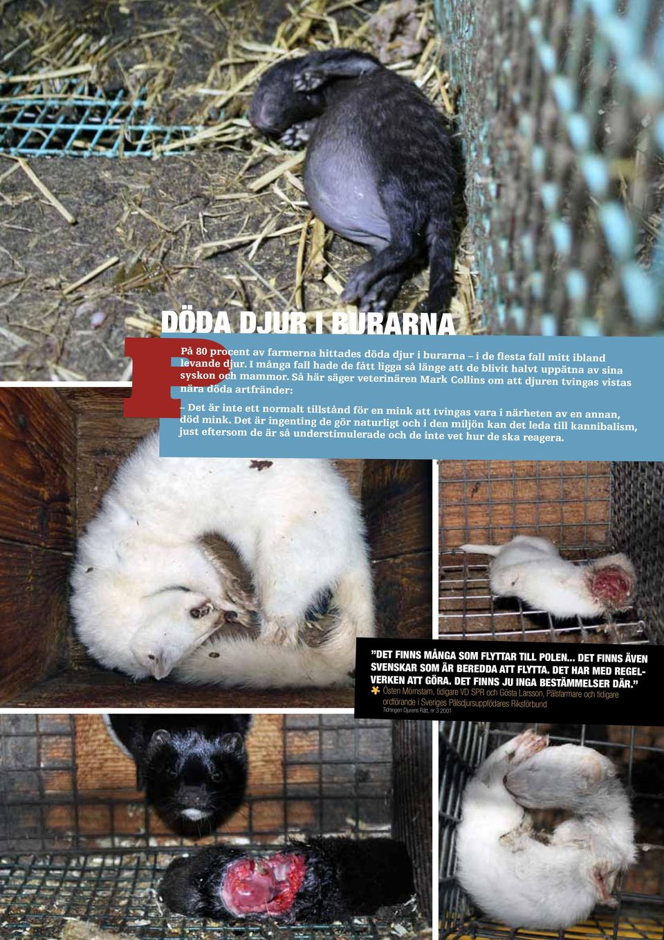 Så här säger veterinären Mark Collins om att djuren tvingas vistas nära döda artfränder: Det är inte ett normalt tillstånd för en mink att tvingas vara i närheten av en annan, död mink.