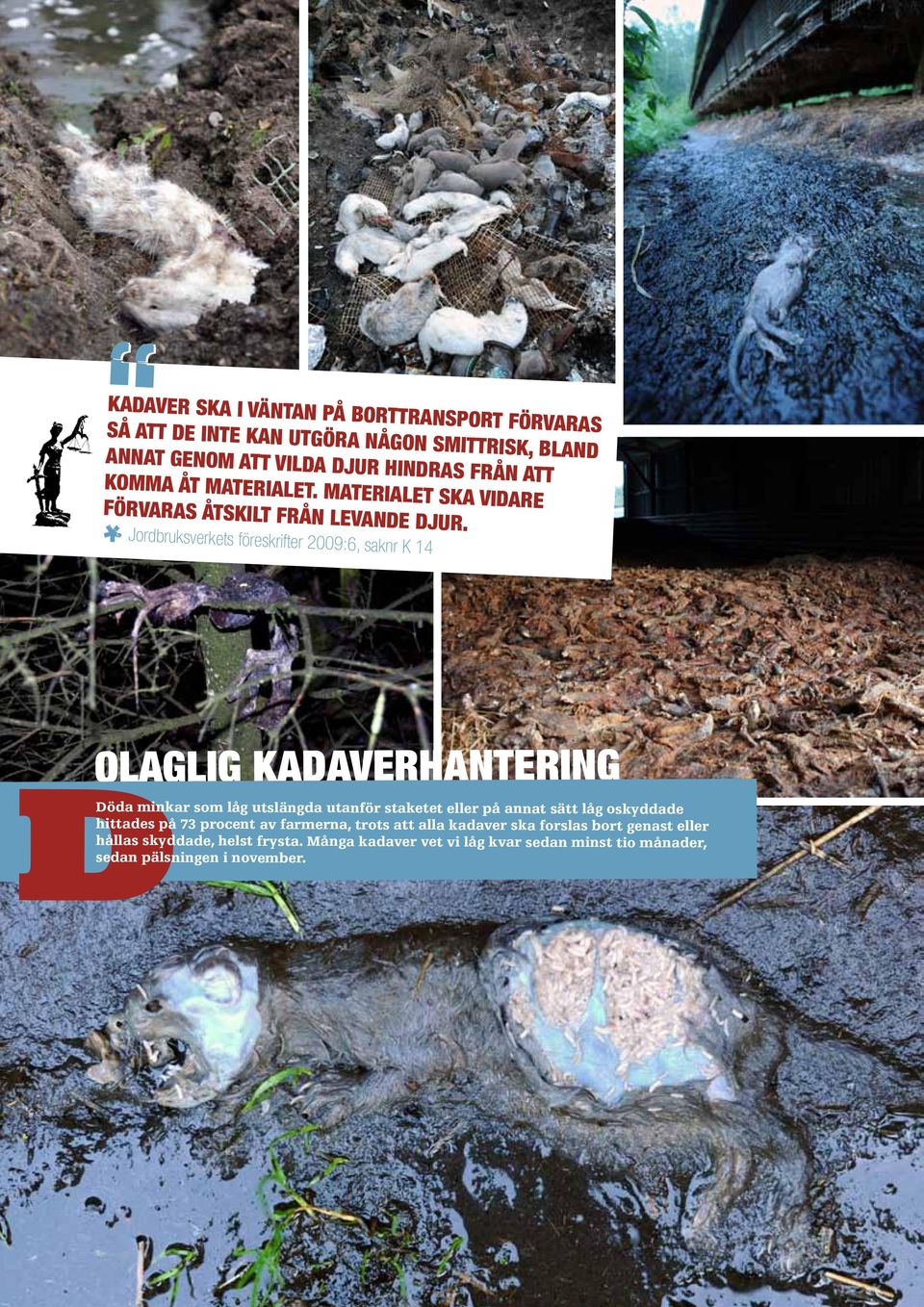 * Jordbruksverkets föreskrifter 2009:6, saknr K 14 OLAGLIG KADAVERHANTERING Döda minkar som låg utslängda utanför staketet eller på annat sätt låg