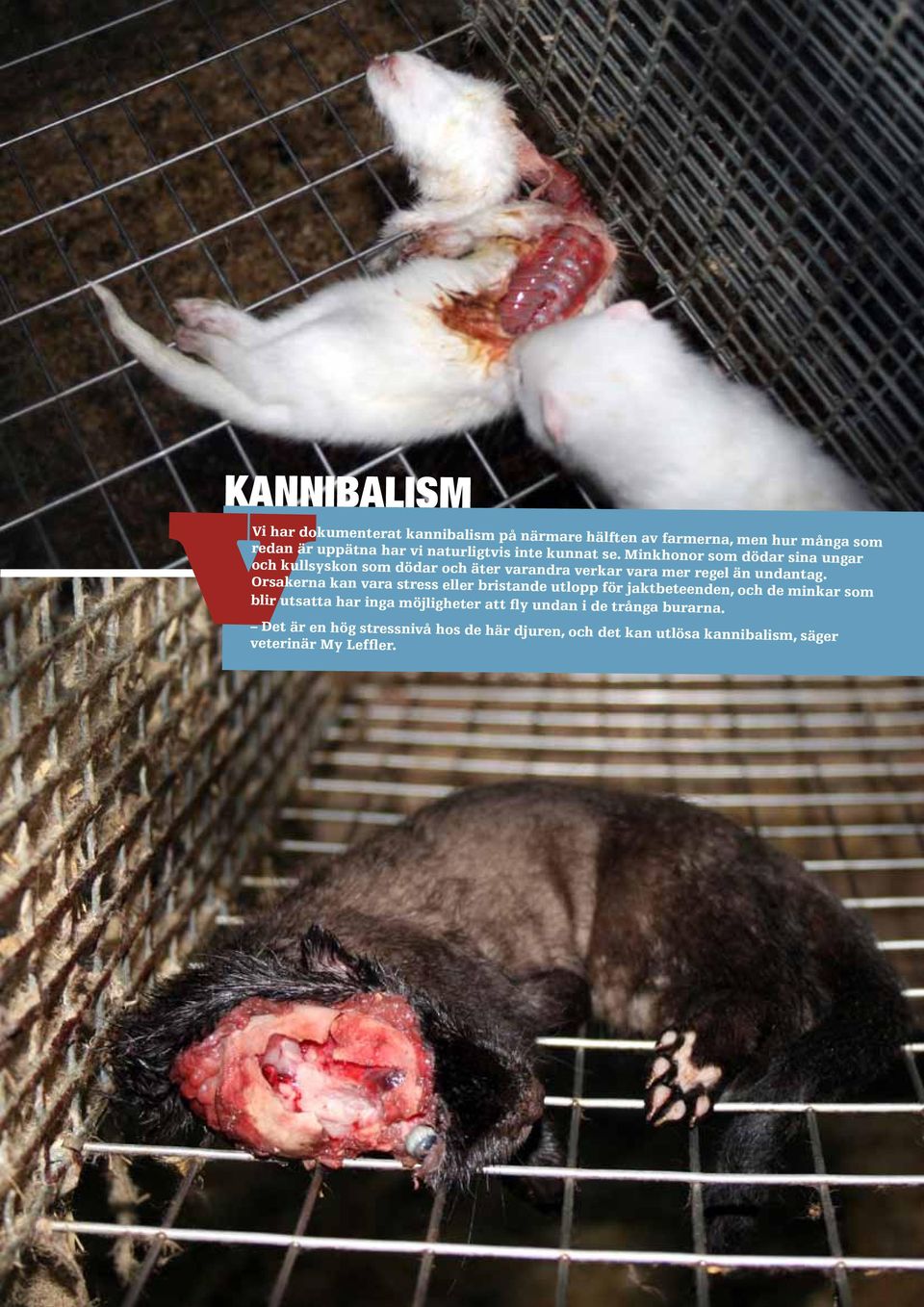 Orsakerna kan vara stress eller bristande utlopp för jaktbeteenden, och de minkar som blir utsatta har inga möjligheter att fly undan