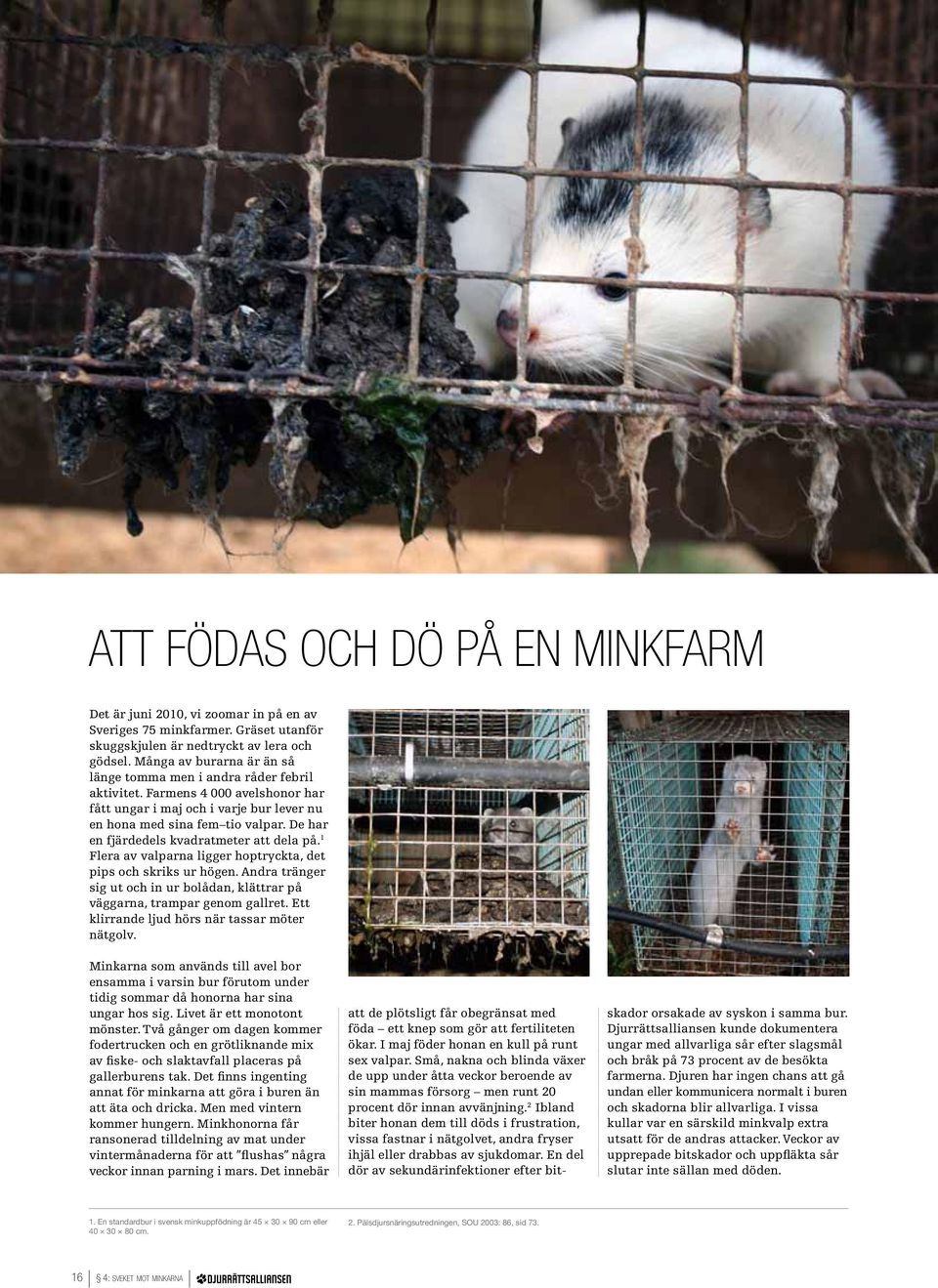 De har en fjärdedels kvadratmeter att dela på. 1 Flera av valparna ligger hoptryckta, det pips och skriks ur högen. Andra tränger sig ut och in ur bolådan, klättrar på väggarna, trampar genom gallret.