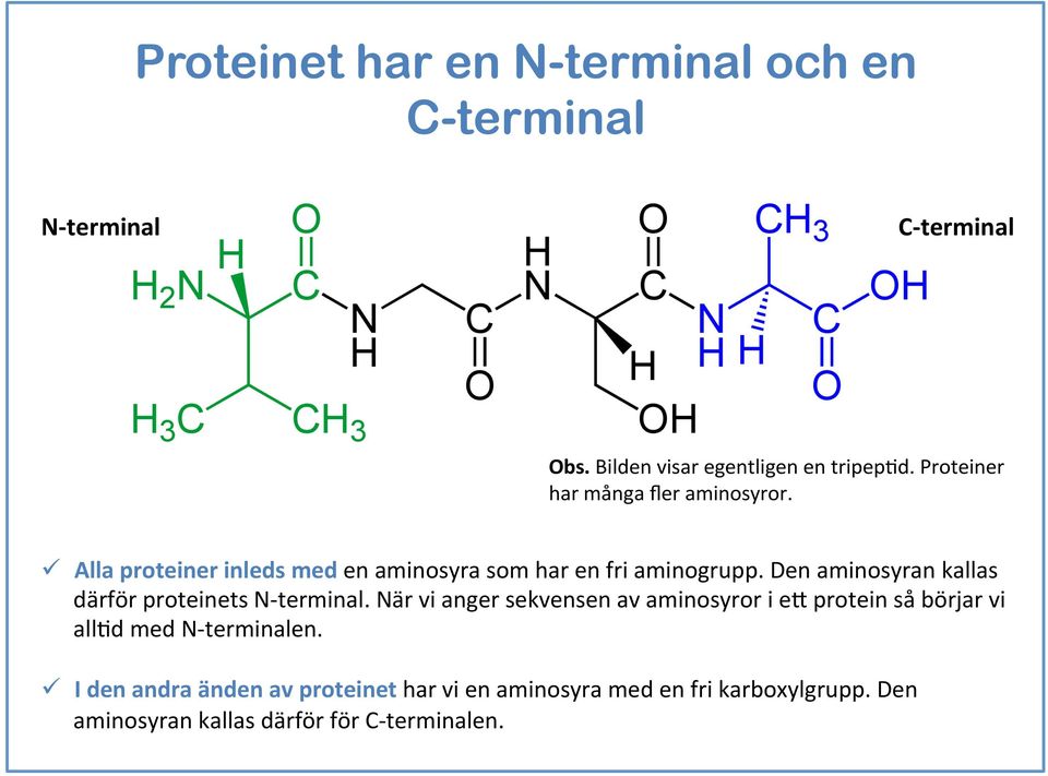 Den aminosyran kallas därför proteinets N- terminal.