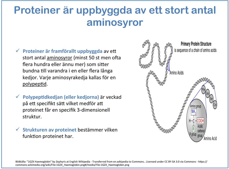 ü Polypep5dkedjan (eller kedjorna) är veckad på e6 specifikt sä6 vilket medför a6 proteinet får en specifik 3- dimensionell struktur.