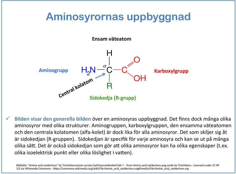 Det som skiljer sig åt är sidokedjan (R- gruppen). Sidokedjan är specifik för varje aminosyra och kan se ut på många olika sä6.