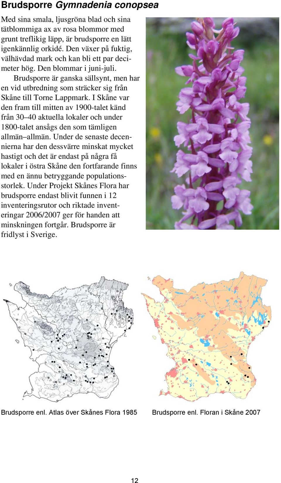 Brudsporre är ganska sällsynt, men har en vid utbredning som sträcker sig från Skåne till Torne Lappmark.