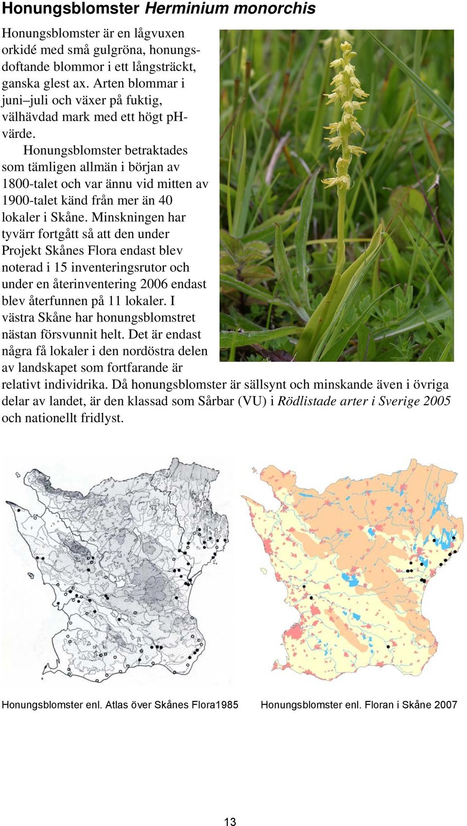 Honungsblomster betraktades som tämligen allmän i början av 1800-talet och var ännu vid mitten av 1900-talet känd från mer än 40 lokaler i Skåne.