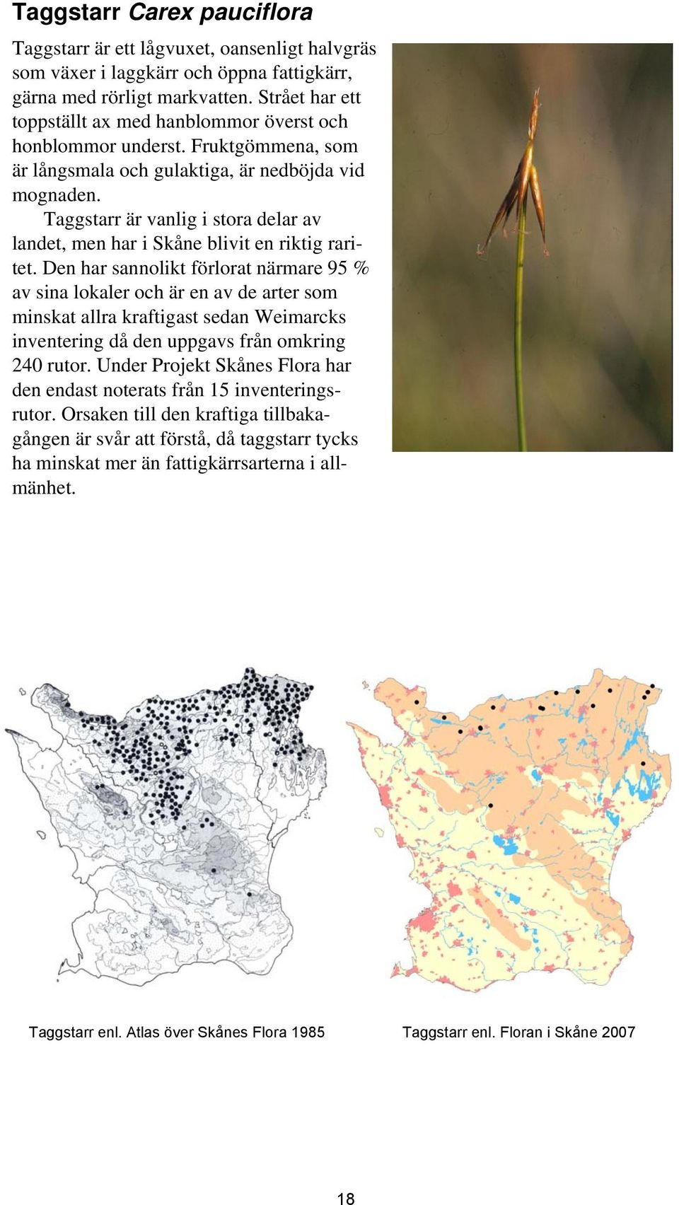 Taggstarr är vanlig i stora delar av landet, men har i Skåne blivit en riktig raritet.